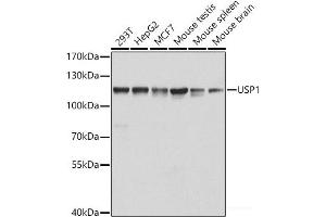 Western blot analysis of extracts of various cell lines using USP1 Polyclonal Antibody at dilution of 1:1000. (USP1 anticorps)