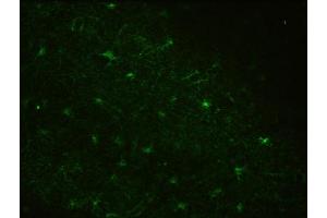 Immunohistochemistry (IHC) staining of Rhesus macaque brain for astrocyte marker Aldh1L1 using Anti-Aldh1L1 Antibody (ABIN1304520) (clone N103/39, 1:3000). (ALDH1L1 anticorps  (AA 1-902))
