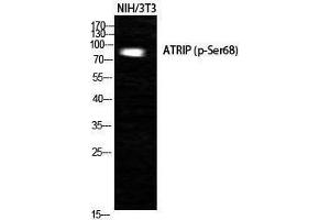 Western Blotting (WB) image for anti-ATR Interacting Protein (ATRIP) (pSer68) antibody (ABIN3173029) (ATRIP anticorps  (pSer68))