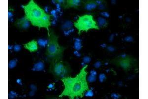Anti-PIK3AP1 mouse monoclonal antibody (ABIN2453458) immunofluorescent staining of COS7 cells transiently transfected by pCMV6-ENTRY PIK3AP1 (RC214125). (PIK3AP1 anticorps)