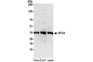 Western Blotting (WB) image for anti-Replication Factor C (Activator 1) 4, 37kDa (RFC4) (AA 1-50) antibody (ABIN7449276)