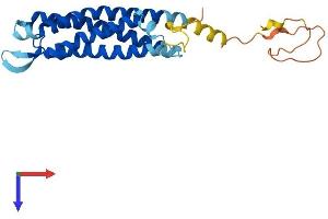 AlphaFold protein structure predicition of Human Recombinant SYNGR3 Protein, UniprotID O43761