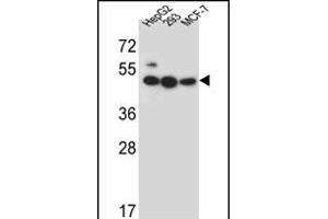 LIPJ Antibody (Center) (ABIN656301 and ABIN2845605) western blot analysis in HepG2,293,MCF-7 cell line lysates (35 μg/lane). (LIPJ anticorps  (AA 186-215))