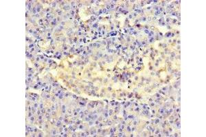 Immunohistochemistry of paraffin-embedded human pancreatic tissue using ABIN7143969 at dilution of 1:100 (Amelotin anticorps  (AA 17-209))
