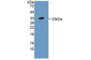Detection of Recombinant STX1A, Human using Polyclonal Antibody to Syntaxin 1A, Brain (STX1A) (STX1A anticorps  (AA 1-255))
