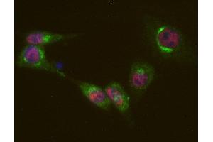 Indirect immunostaining of PFA fixed mouse 3T3 fibroblasts with anti-Sf3a-120 (dilution 1 : 500; red) and rabbit anti-giantin (ABIN1742522, dilution 1 : 500; green).