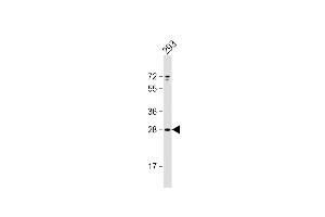 Anti-UNC50 Antibody (N-term) at 1:1000 dilution + 293 whole cell lysate Lysates/proteins at 20 μg per lane. (UNC50 anticorps  (N-Term))