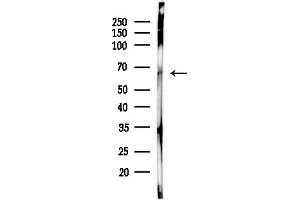 anti-Scavenger Receptor Class A, Member 3 (SCARA3) (C-Term) antibody