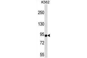 CSDE1 Antibody (C-term) western blot analysis in K562 cell line lysates (35µg/lane). (CDSE1 anticorps  (C-Term))