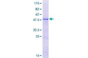 Image no. 1 for HEAT Repeat Containing 2 (HEATR2) (AA 1-223) protein (GST tag) (ABIN1306493)