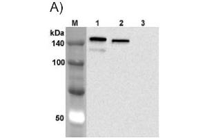 Western blot analysis using anti-Jagged-1 (human), mAb (J1G53-3) (FITC)  at 1:1'000 dilution.