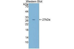 Western Blotting (WB) image for anti-Protocadherin beta 2 (PCDHb2) (AA 54-291) antibody (ABIN1860138) (PCDHb2 anticorps  (AA 54-291))