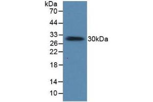 Figure. (Prolactin anticorps  (AA 29-227))