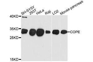 Western blot analysis of extracts of various cell lines, using COPE antibody. (COPE anticorps  (AA 1-308))