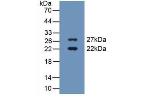 CIRBP anticorps  (AA 1-172)
