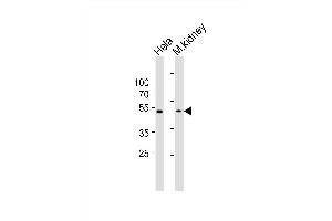Western blot analysis of lysates from Hela cell line and mouse kidney tissue(from left to right), using WWTR1 Antibody (C-term) (ABIN6243335 and ABIN6577716).