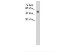 Image no. 1 for anti-G Protein-Coupled Receptor 161 (GPR161) (N-Term) antibody (ABIN203418) (GPR161 anticorps  (N-Term))