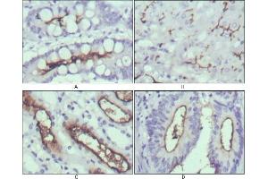 Immunohistochemical analysis of paraffin-embedded human normal stomach (A), normal liver (B), normal kidney (C) and rectum cancer tissues (D) using WNT10B antibody with DAB staining.