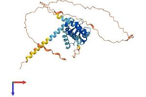 AlphaFold protein structure predicition of Human Recombinant MAGEC2 Protein, UniprotID Q9UBF1