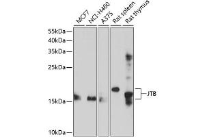 Western blot analysis of extracts of various cell lines, using JTB antibody (ABIN6129044, ABIN6142668, ABIN6142669 and ABIN6214676) at 1:1000 dilution. (JTB anticorps  (AA 31-105))