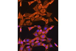 Immunofluorescence analysis of NIH-3T3 cells using FKBP38/FKBP8 Rabbit mAb (ABIN7267214) at dilution of 1:100 (40x lens).