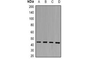 Western blot analysis of SCCA1 expression in Hela (A), HepG2 (B), HEK293T (C), SHSY5Y (D) whole cell lysates. (SERPINB3 anticorps)