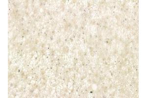 anti-Growth Hormone Releasing Hormone (GHRH) (Internal Region) antibody