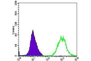 Flow cytometric analysis of Hela cells using ACTA2 mouse mAb (green) and negative control (purple).