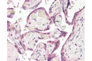 Anti-RNF139 / TRC8 antibody IHC of human placenta. (RNF139 anticorps  (AA 651-663))