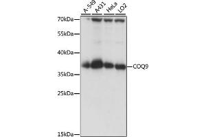Western blot analysis of extracts of various cell lines, using COQ9 antibody (ABIN7266429) at 1:1000 dilution.