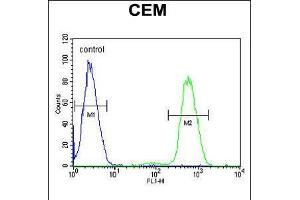 Flow cytometric analysis of CEM cells (right histogram) compared to a negative control cell (left histogram). (NFKBIL1 anticorps  (AA 256-285))
