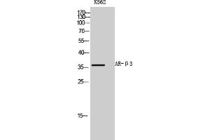 Western Blot analysis of K562 cells using AR-β3 Polyclonal Antibody diluted at 1:1000. (ADRB3 anticorps  (AA 220-300))