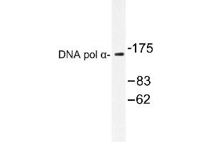 Image no. 1 for anti-DNA Polymerase alpha (POLA1) antibody (ABIN272161) (POLA1 anticorps)