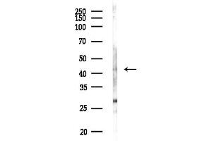 Western blot analysis of lysates from RAW264.