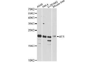 Western blot analysis of extracts of various cell lines, using AES antibody. (AES anticorps)