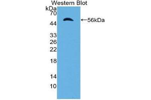 Western Blotting (WB) image for anti-Importin 8 (IPO8) (AA 417-622) antibody (ABIN2119203) (Importin 8 anticorps  (AA 417-622))