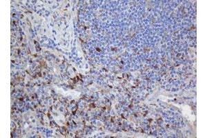 Image no. 1 for anti-Selenium Binding Protein 1 (SELENBP1) antibody (ABIN1500864)