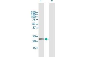Western Blot analysis of GPSM1 expression in transfected 293T cell line by GPSM1 MaxPab polyclonal antibody.