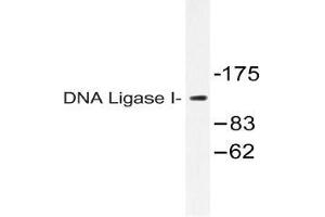 Western blot (WB) analysis of DNA Ligase I antibody in extracts from HT-29 cells. (LIG1 anticorps)