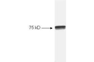 Western blot of HeLa cell extract. (c-Rel anticorps  (C-Term))