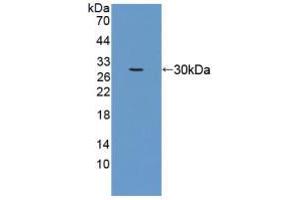 Figure. (eEF1A1 anticorps  (AA 1-241))
