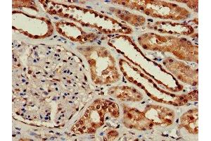 Immunohistochemistry of paraffin-embedded human kidney tissue using ABIN7154664 at dilution of 1:100 (GNGT1 anticorps  (AA 2-65))