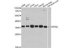 Western blot analysis of extracts of various cell lines, using PCNA antibody. (PCNA anticorps)