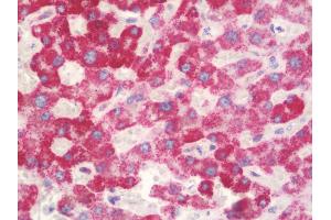 Anti-HSPD1 / HSP60 antibody IHC staining of human liver.