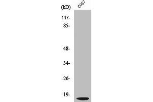 Western Blot analysis of COS7 cells using Cleaved-Cathepsin D LC (G65) Polyclonal Antibody (Cathepsin D anticorps  (Cleaved-Gly65))