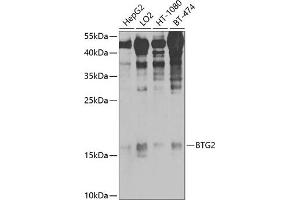Western blot analysis of extracts of various cell lines, using BTG2/PC3 antibody (ABIN6127511, ABIN6137685, ABIN6137686 and ABIN6225177) at 1:1000 dilution. (BTG2 anticorps  (AA 1-158))