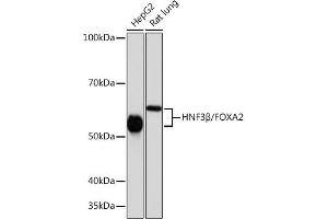 Western blot analysis of extracts of various cell lines, using HNF3β/HNF3β/FOX antibody (ABIN7267232) at 1:1000 dilution. (FOXA2 anticorps)