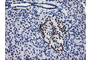Immunohistochemical staining of paraffin-embedded Human pancreas tissue using anti-PDE4B mouse monoclonal antibody. (PDE4B anticorps)