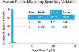 Analysis of HuProt(TM) microarray containing more than 19,000 full-length human proteins using Bcl6 antibody (clone BCL6/1527). (BCL6 anticorps  (AA 256-389))