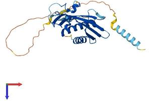AlphaFold protein structure predicition of Human Recombinant RTP4 Protein, UniprotID Q96DX8